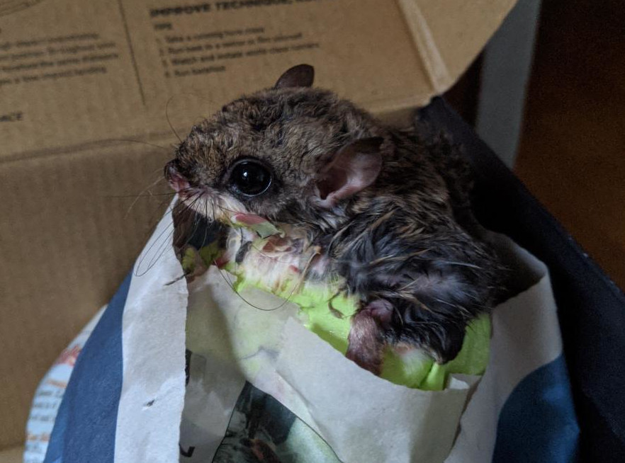 Flying Squirrel trapped in sticky tape and taken to rehab