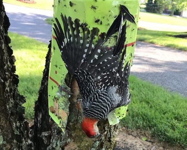 Red-bellied Woodpecker trapped in sticky tape